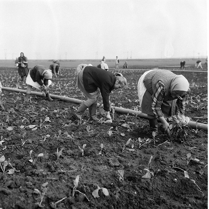 minerva_1985_c2_c1r4_025