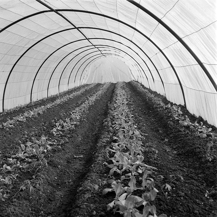 minerva_1985_c2_c1r4_046