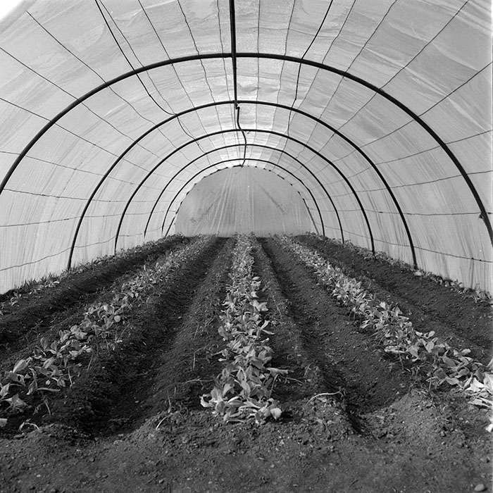 minerva_1985_c2_c1r4_050