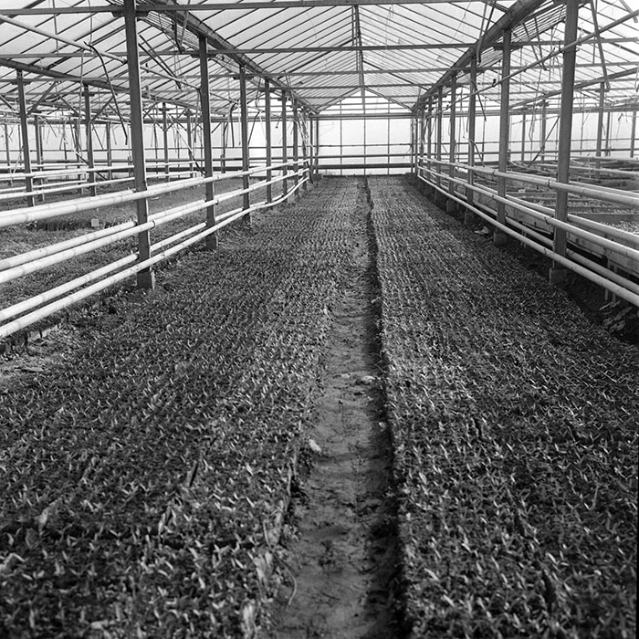 minerva_1985_c2_c1r4_051