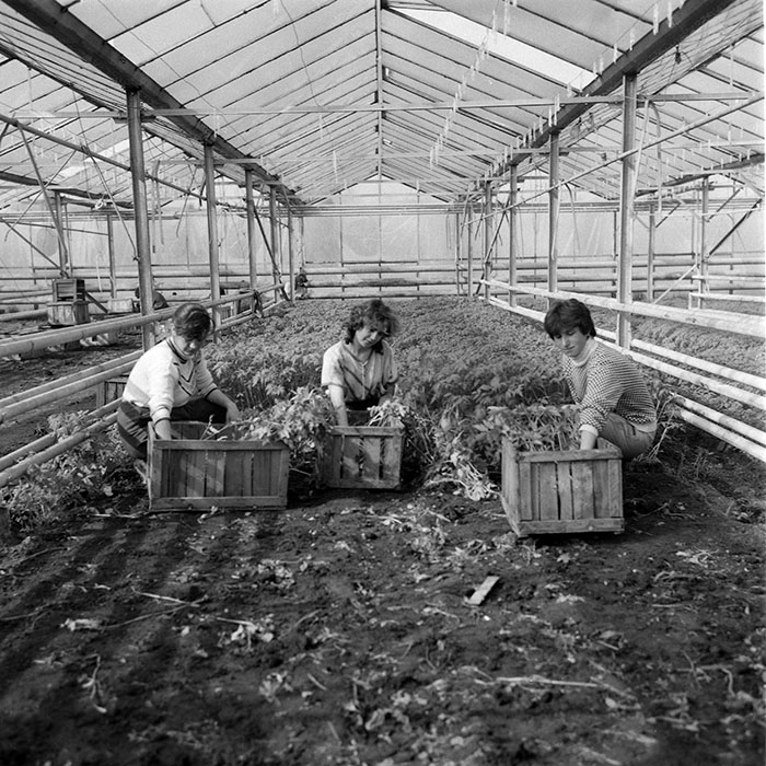 minerva_1985_c2_c1r4_053