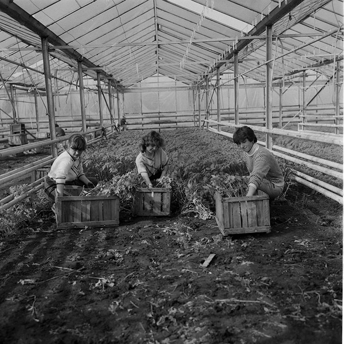 minerva_1985_c2_c1r4_054