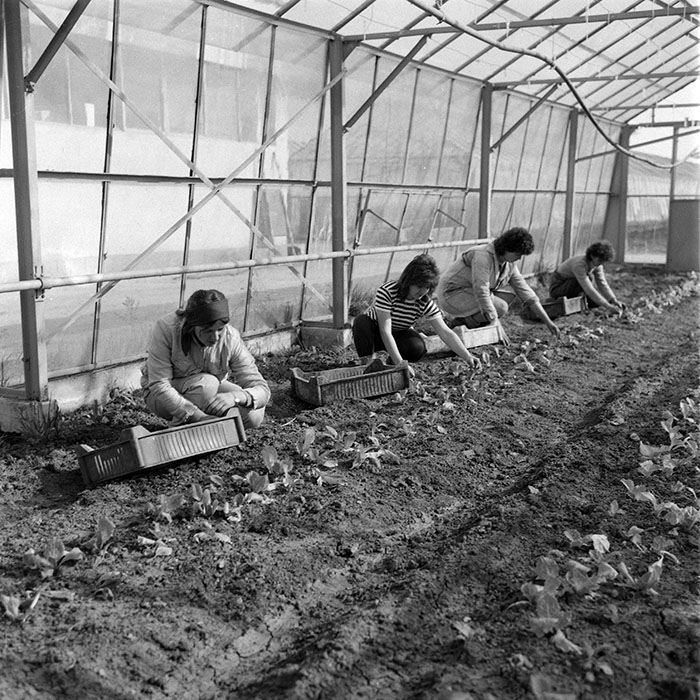 minerva_1985_c2_c1r4_055