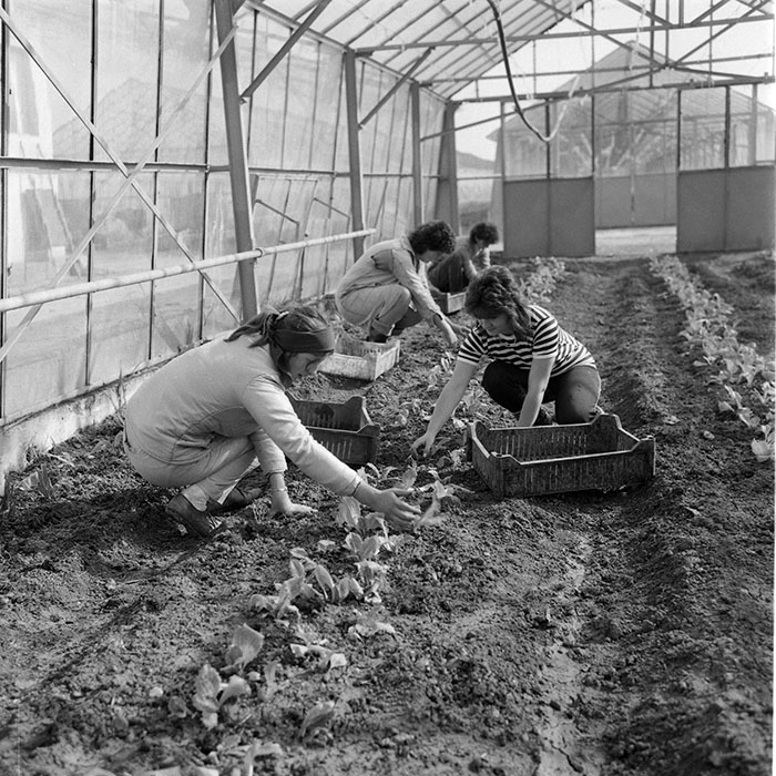 minerva_1985_c2_c1r4_056