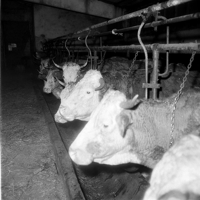 minerva_1985_c2_c1r4_075