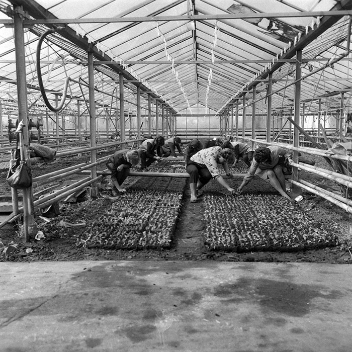 minerva_1985_c2_c2r1_004