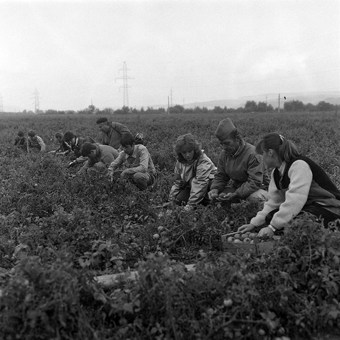 minerva_1985_c2_c2r1_009