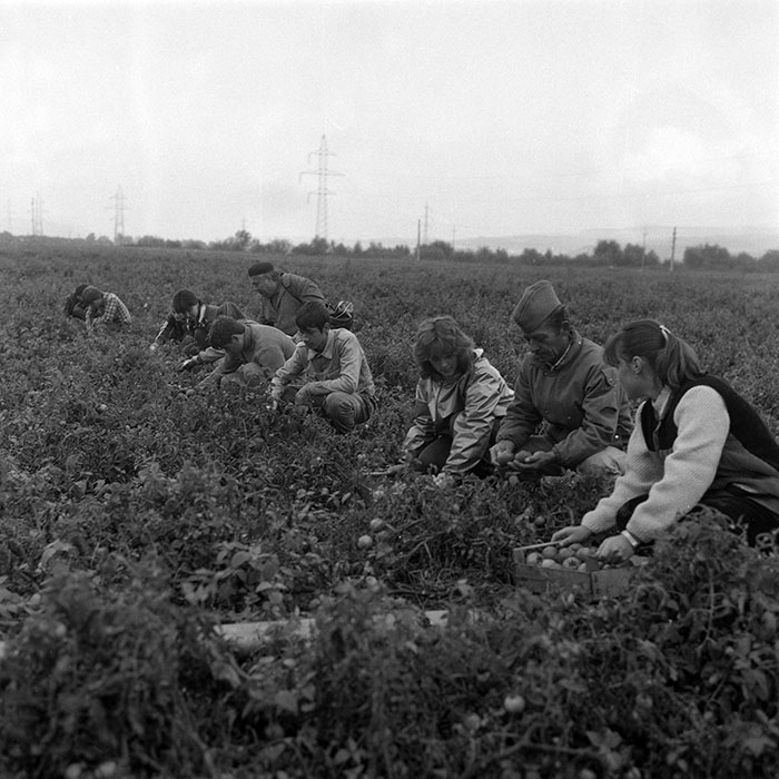 minerva_1985_c2_c2r1_010