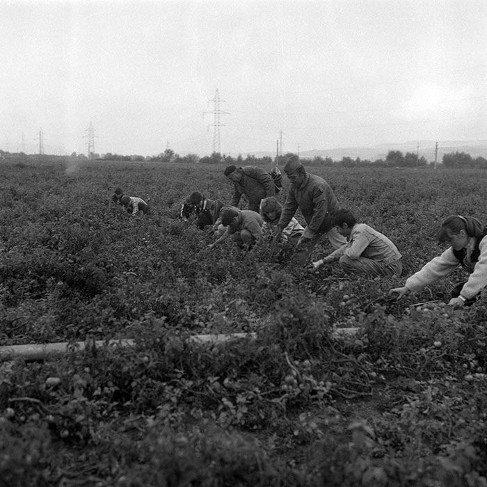 minerva_1985_c2_c2r1_011