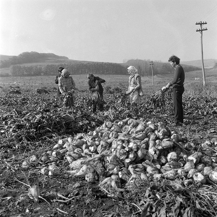 minerva_1985_c2_c2r1_015