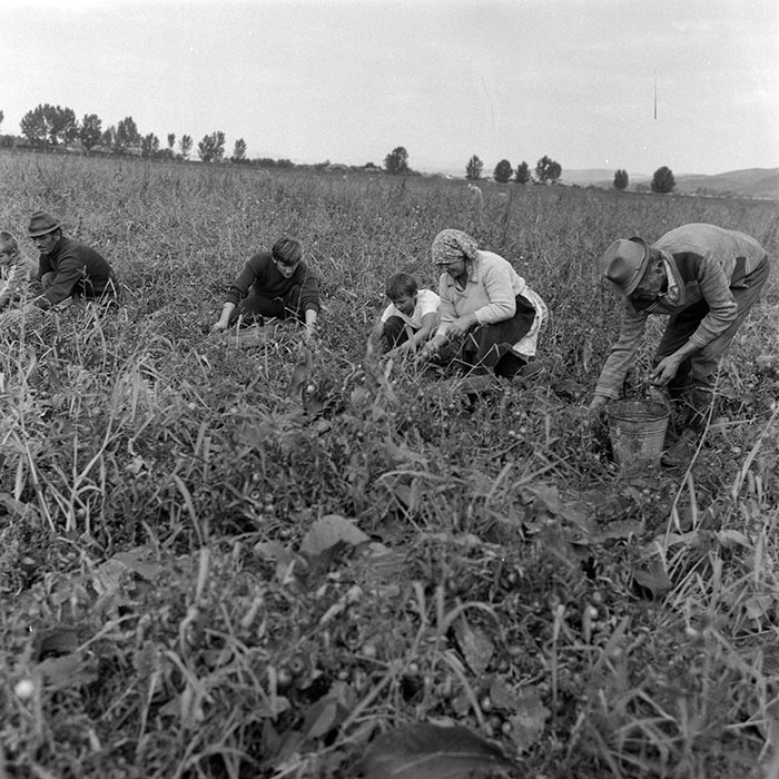 minerva_1985_c2_c2r1_023