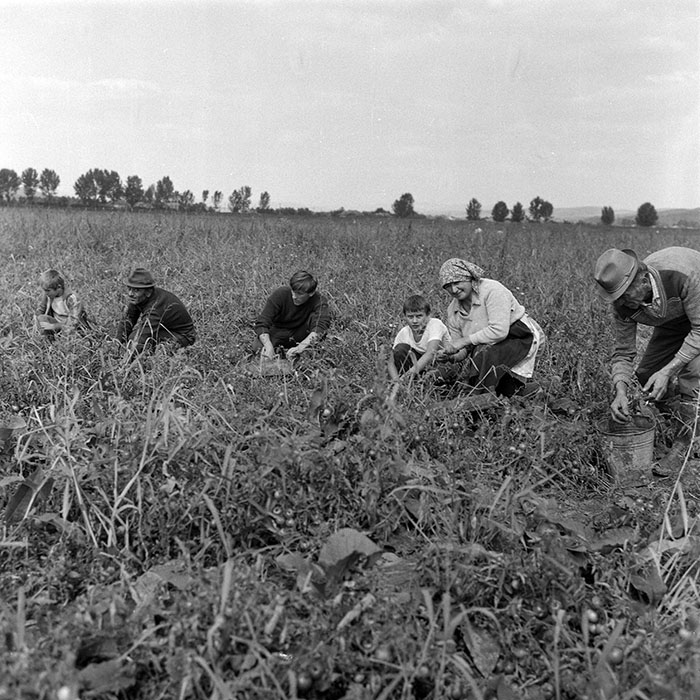 minerva_1985_c2_c2r1_024