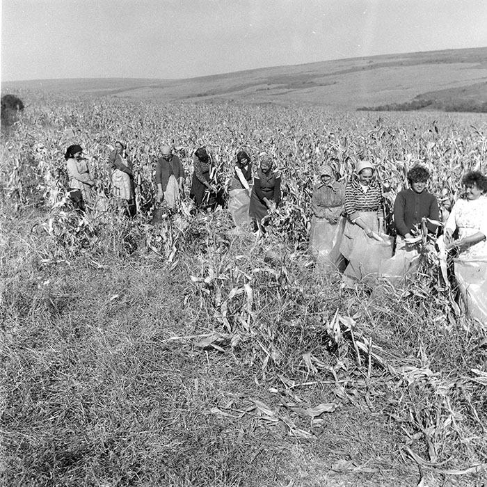 minerva_1985_c2_c2r2_003