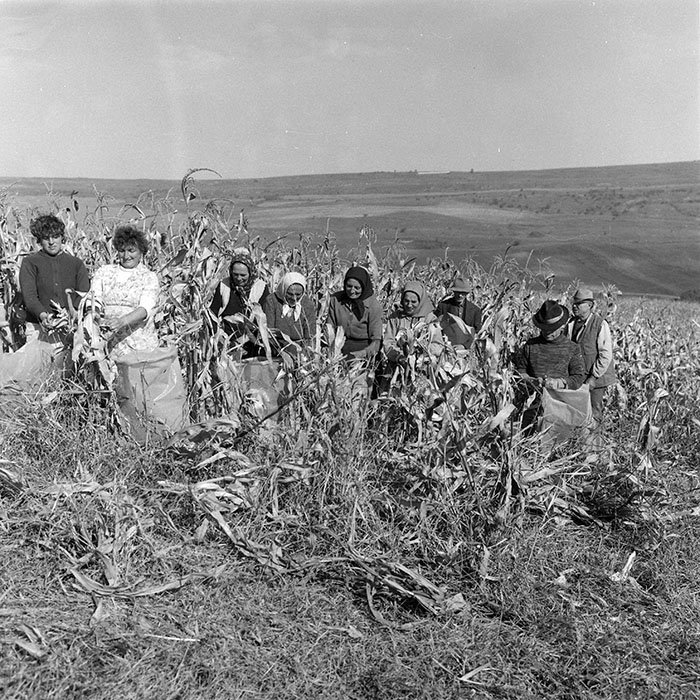 minerva_1985_c2_c2r2_004