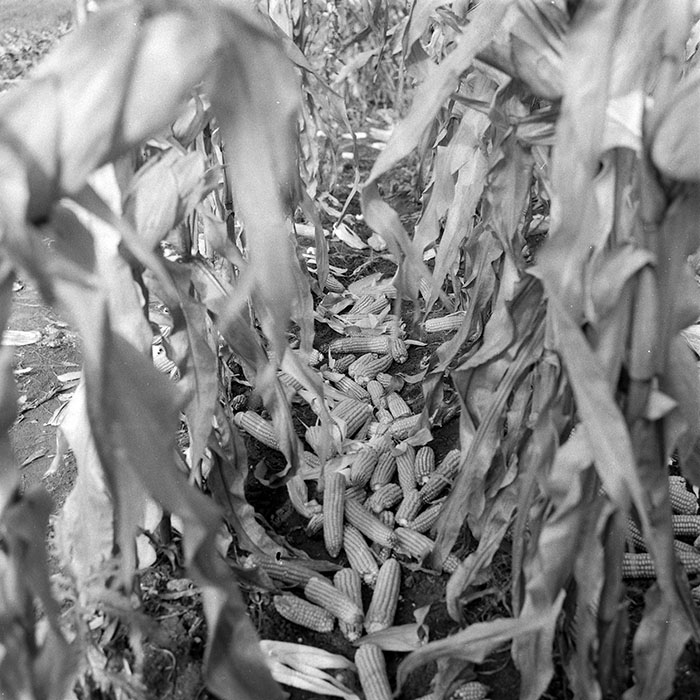 minerva_1985_c2_c2r2_011