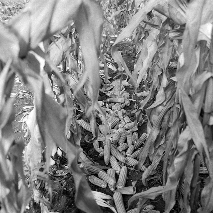 minerva_1985_c2_c2r2_012