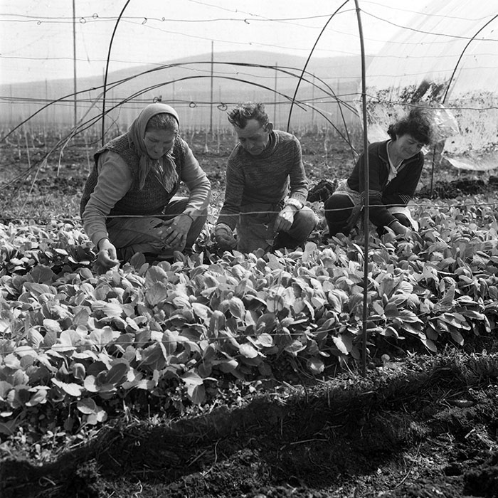 minerva_1985_c2_c2r2_013