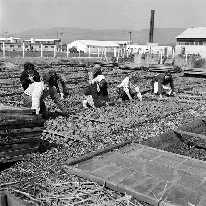 minerva_1985_c2_c2r2_015