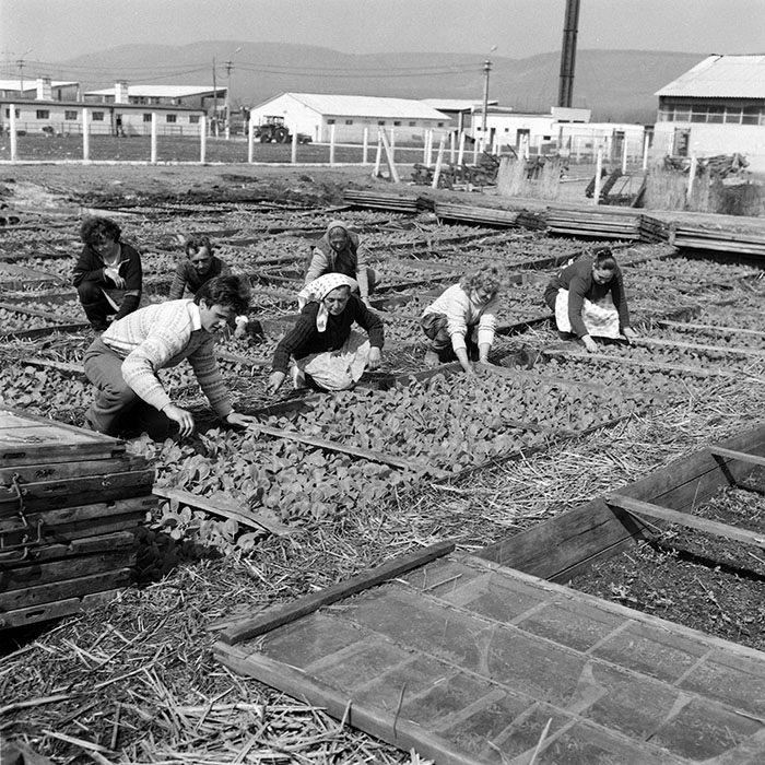 minerva_1985_c2_c2r2_016