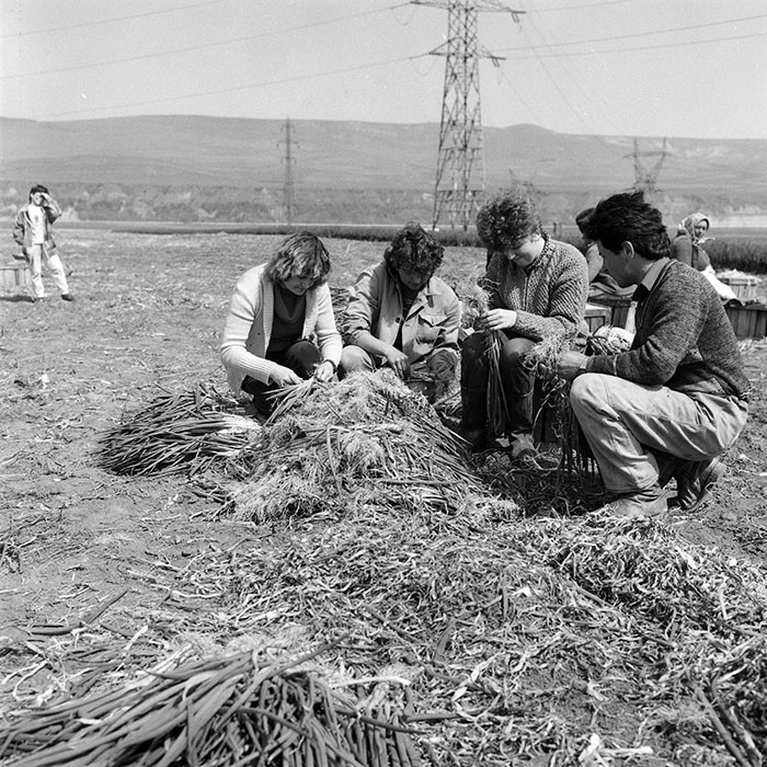 minerva_1985_c2_c2r2_017