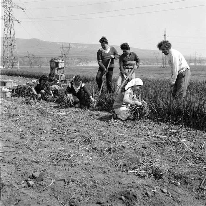 minerva_1985_c2_c2r2_018