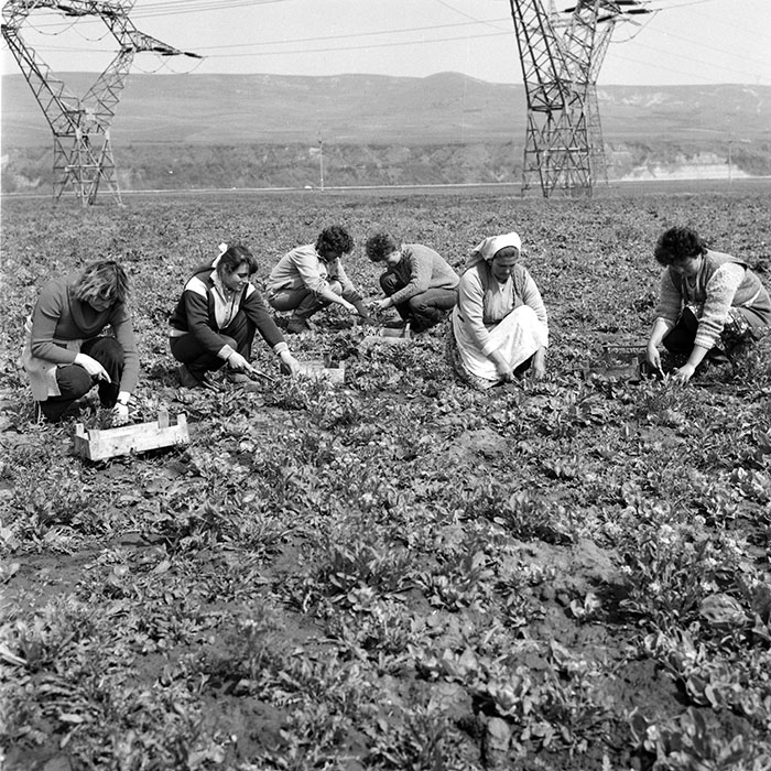 minerva_1985_c2_c2r2_023