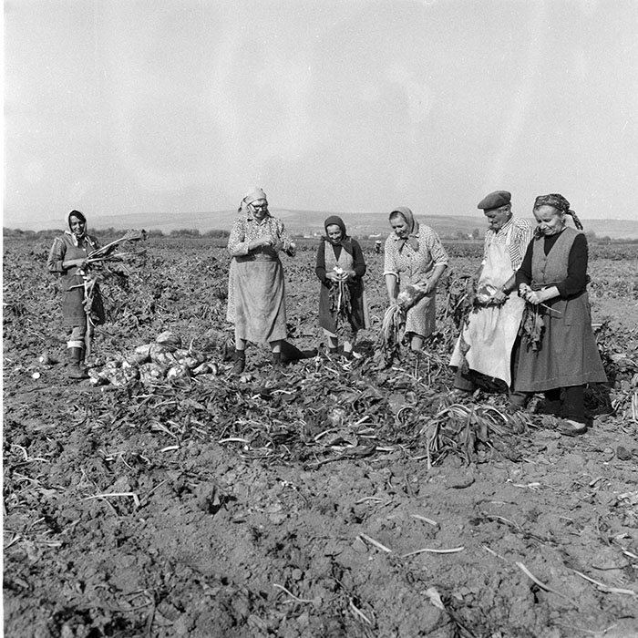 minerva_1985_c2_c2r2_040