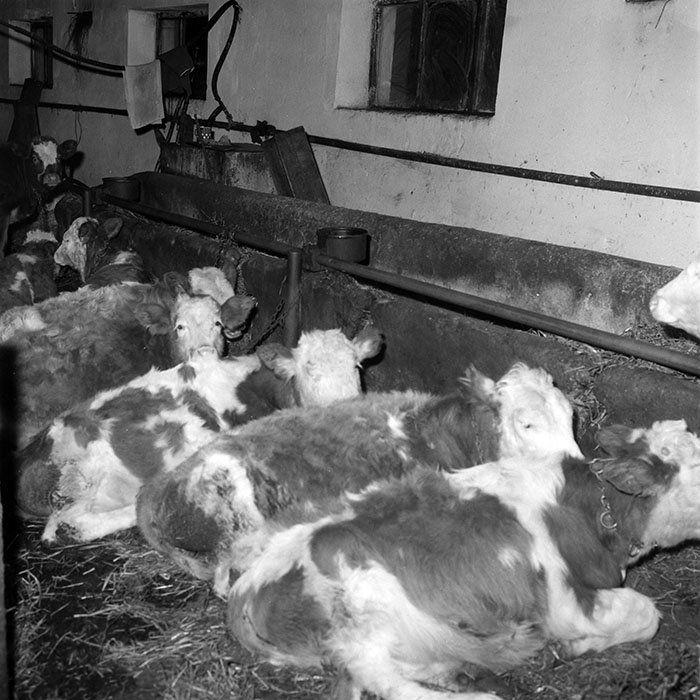 minerva_1985_c2_c2r3_007