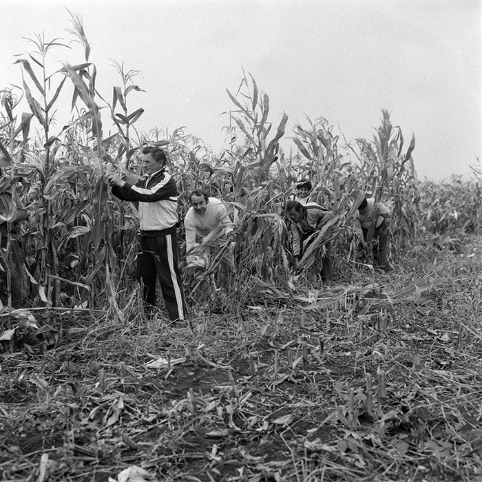 minerva_1985_c2_c2r3_020