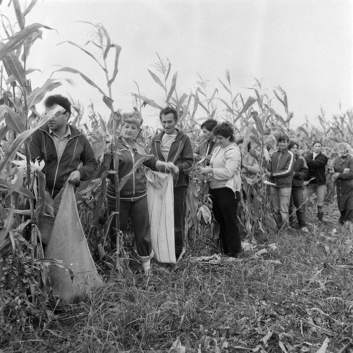 minerva_1985_c2_c2r3_023