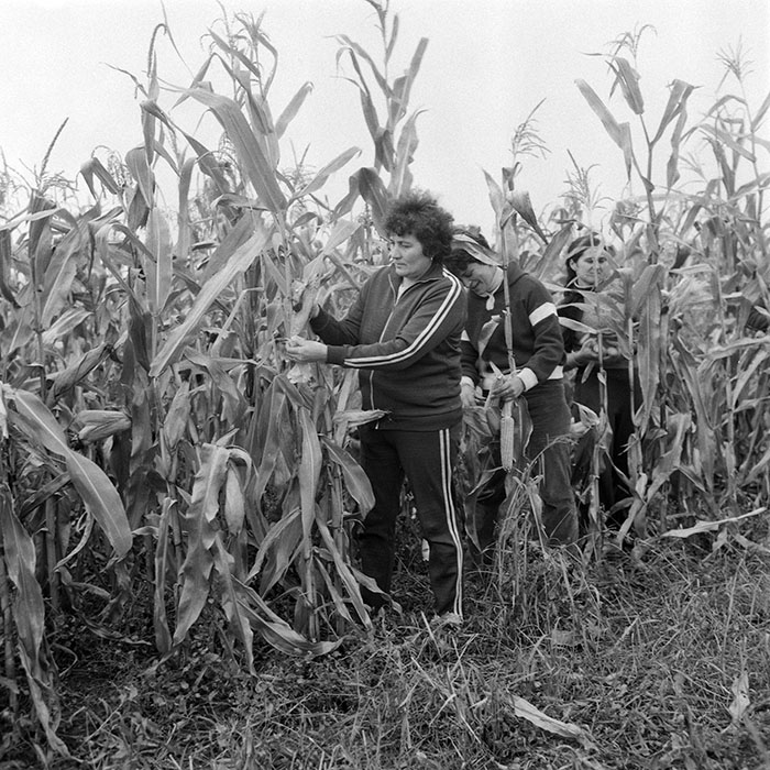 minerva_1985_c2_c2r3_024