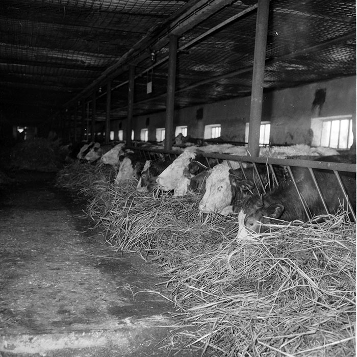 minerva_1985_c2_c2r3_056