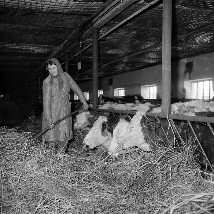 minerva_1985_c2_c2r3_058