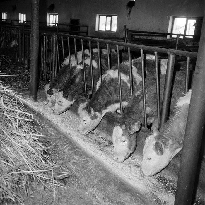 minerva_1985_c2_c2r3_059