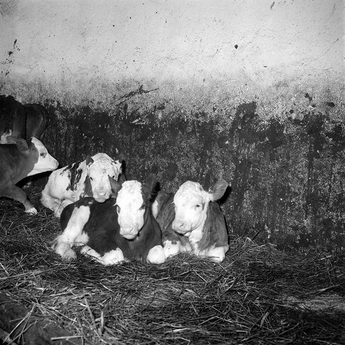 minerva_1985_c2_c2r3_060