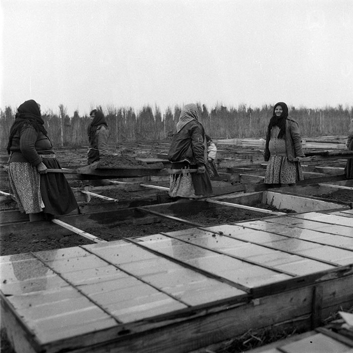 minerva_1985_c2_c2r4_002