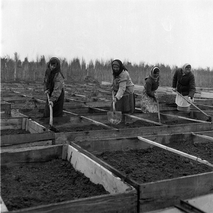 minerva_1985_c2_c2r4_005