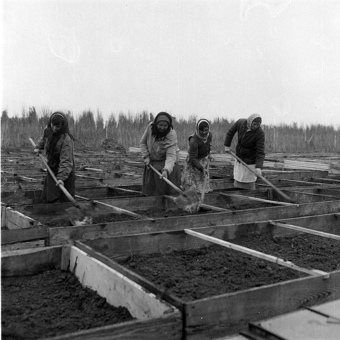 minerva_1985_c2_c2r4_006