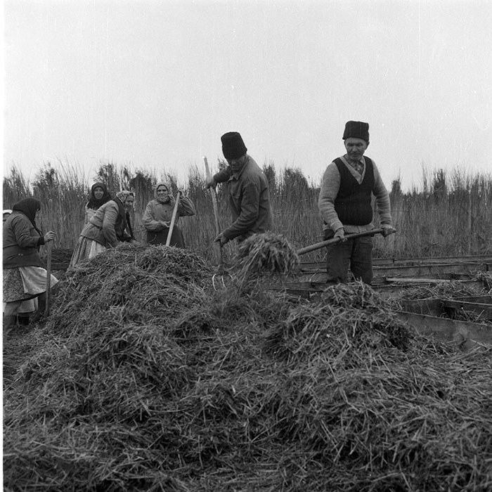 minerva_1985_c2_c2r4_007