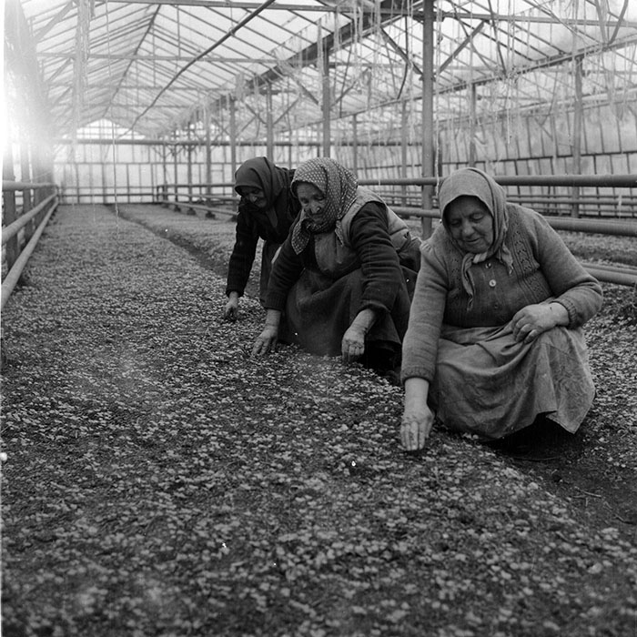 minerva_1985_c2_c2r4_011