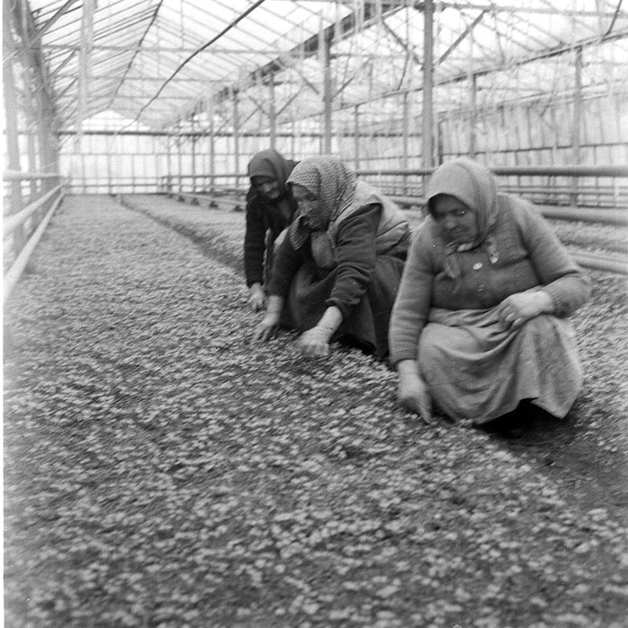 minerva_1985_c2_c2r4_012