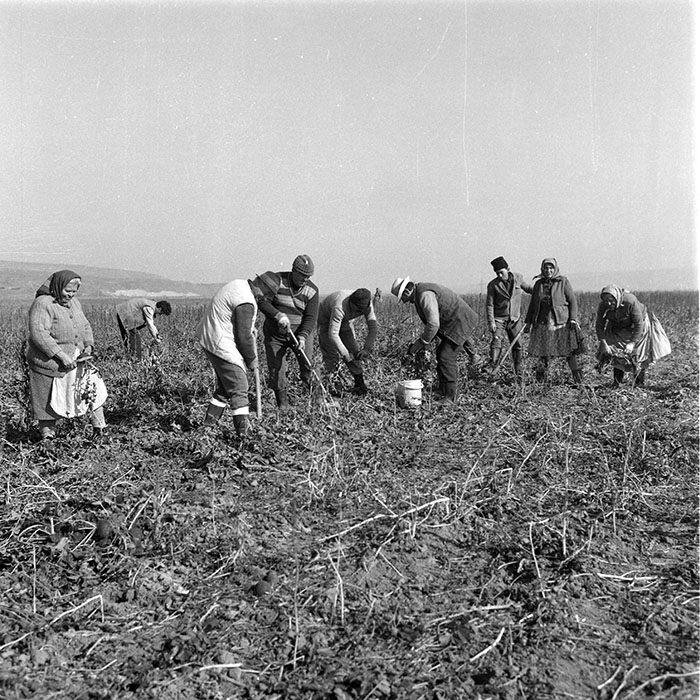 minerva_1985_c2_c2r4_019