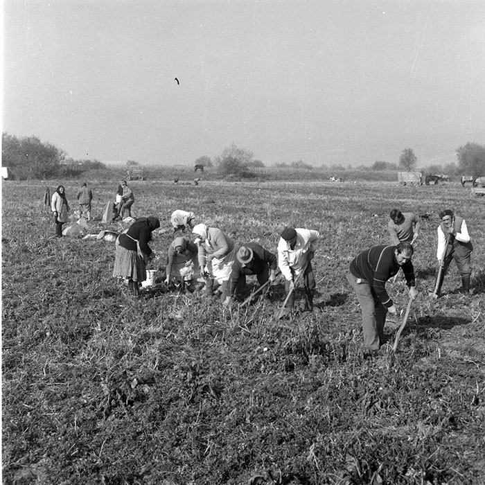 minerva_1985_c2_c2r4_023