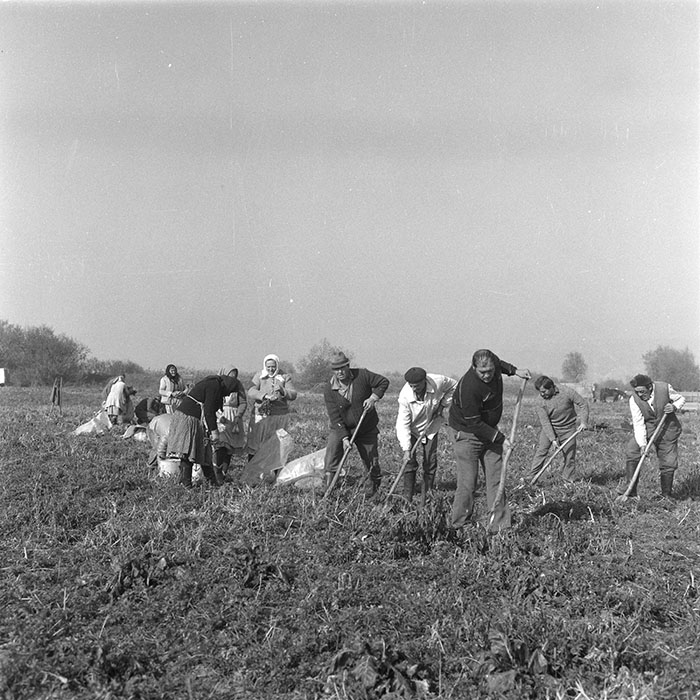 minerva_1985_c2_c2r4_024