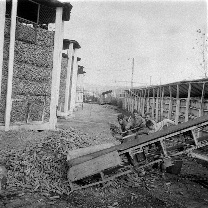 minerva_1985_c2_c3r1_017