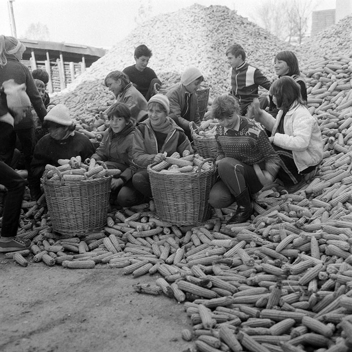 minerva_1985_c2_c3r1_019