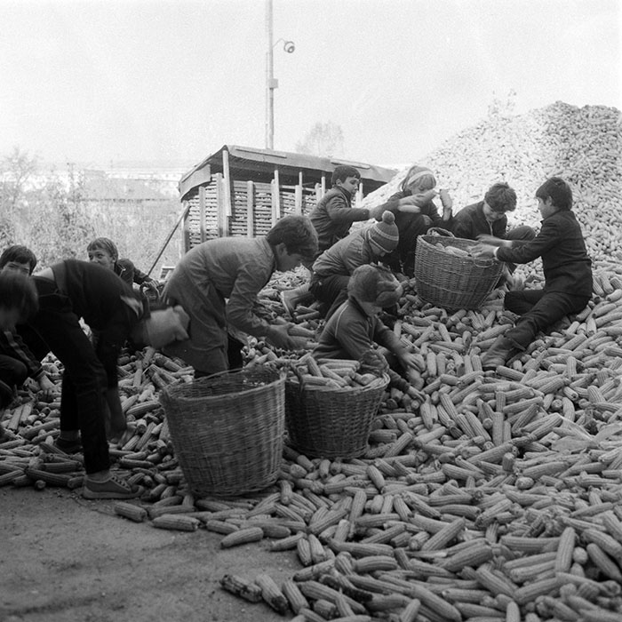 minerva_1985_c2_c3r1_020