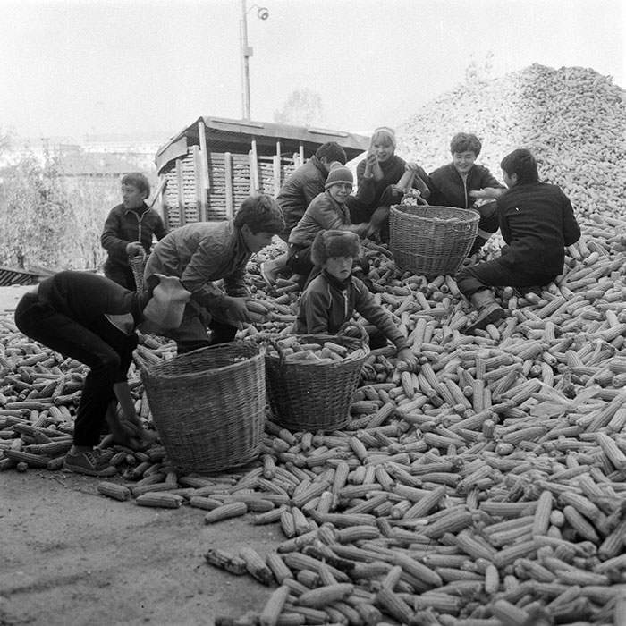 minerva_1985_c2_c3r1_021