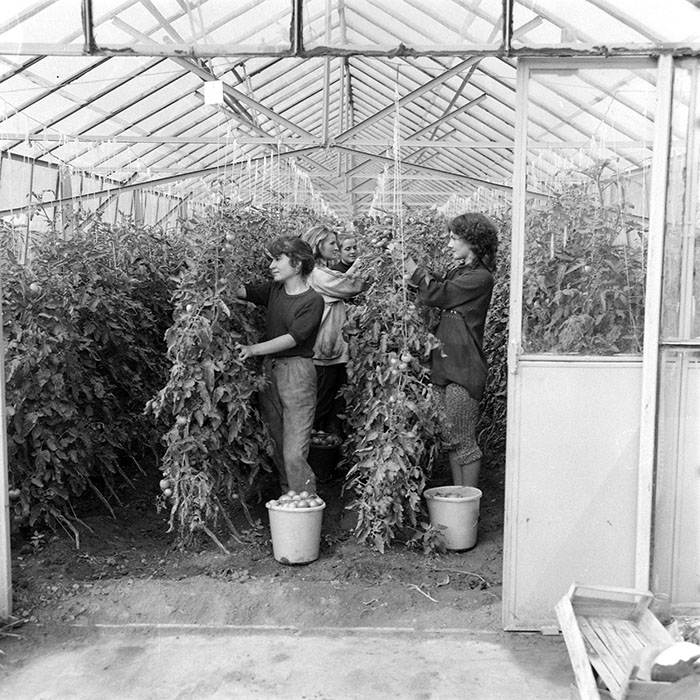 minerva_1985_c2_c3r1_030