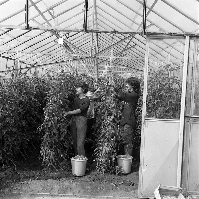 minerva_1985_c2_c3r1_031